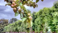 Autumn is peak apple harvest season in Normandy