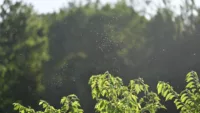 Gnats can be an irritant during the hot months on the Seine