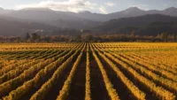 Oceania Cruises' excursions could take you to the vineyards of Marlborough in New Zealand