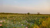 Lotus fields in Kampong Tralach Cambodia