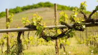 Moselle vine