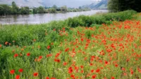 Moselle flowers