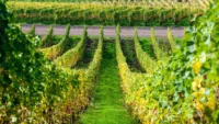 Riesling vines near Moselle rivers