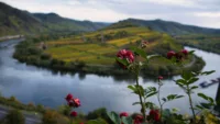Moselle flowers 02