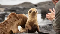 Galapagos Sea Lion Pup