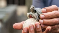 Baby Galapagos Tortoise