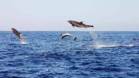 Galapagos Dolphins