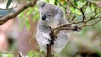 See Koalas at the Lone Pine Koala Sanctuary