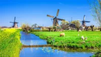 Kinderdijk summer