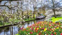 Keukenhof Spring