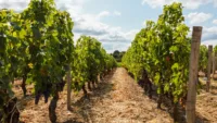 Pauillac is another sensational stop for wine lovers