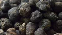 Black truffles are a prized delicacy