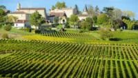 The Bordeaux vineyards enter full growth mode in summer