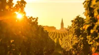 Autumn's golden vineyards