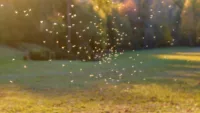 Bugs can be a nuisance on or near the river, especially in the evenings