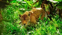 Jaguar Amazon rainforest