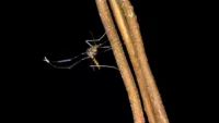 Neotropical mosquito Culex Peru Amazon rainfoest