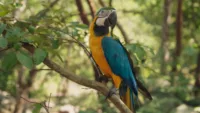 Amazon biodiversity