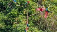 Birds Amazon Rainforest