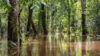 Amazon high water season