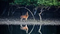Deer in Sundarbans