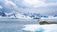 A leopard seal in Borgen Bay, Antarctica | Credit: Seabourn