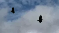 Wildlife excursions are among the most popular in Ketchikan