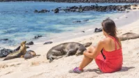 Sea lions are a common sight in the Galapagos