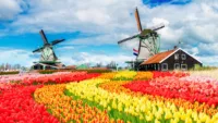 The colourful Dutch tulips