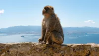 Barbary Macaque on Rock of Gibraltar
