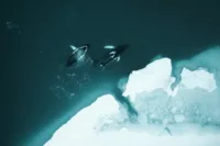 Greenland Whales Photo Stian Klo