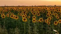 Arles sunflowers