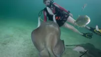 Swimming with stingrays is a must do