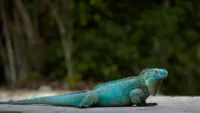 The Cayman Islands' blue iguana