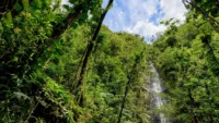 Manoa Falls