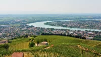 Rhone vineyard