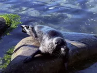 Seal at the Atlantic Ocean Park, Alesund