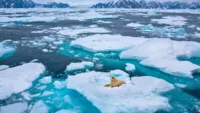 Greenland Credit Shutterstock Polar Bear
