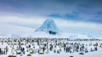 Snow Hill Antarctica Quark Expeditions David Merron