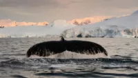 Antarctica whale tail