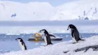 When is the best time of year for an Antarctica cruise?