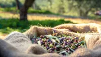 Olive Oil Production Crete