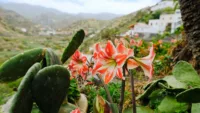 To visit La Gomera, you'll need to sail on a smaller ship