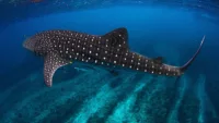 The Austral autumn is the best time to spot whale sharks