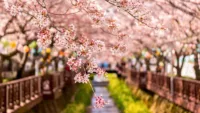 Japan cherry blossom