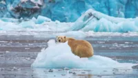 Polar Bear Svalbard Credit Shutterstock