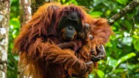Monkey Orangutan Borneo