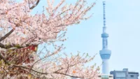 Time your Japan cruise with the cherry blossom season