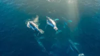 A pod of humpback whales