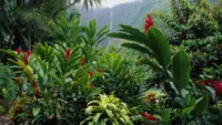May is a great time to see Hawaii in bloom